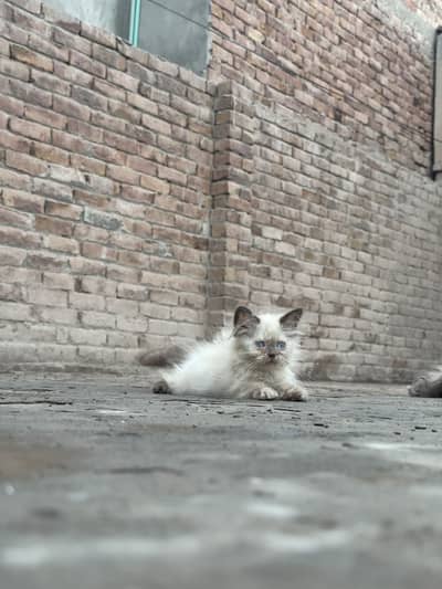 Male kittens