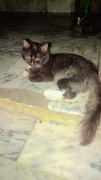 Persian female baby cat for sale