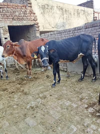 qarbani ka bull | qarbani ka janwar|