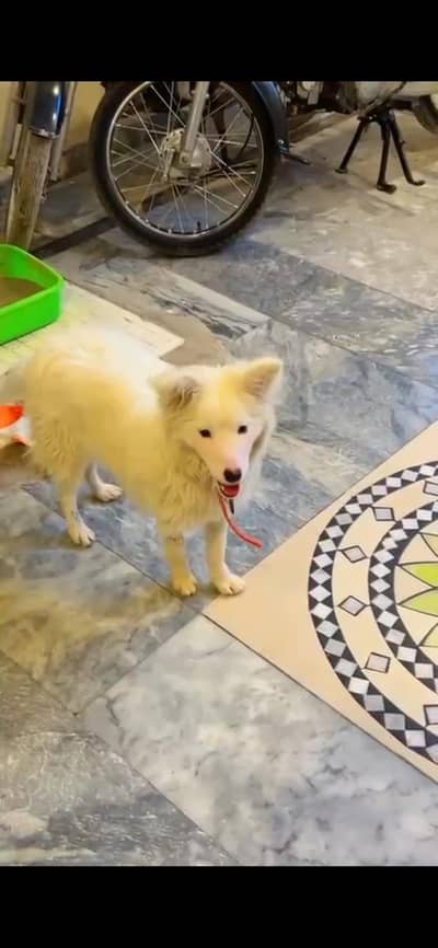 Russian dog