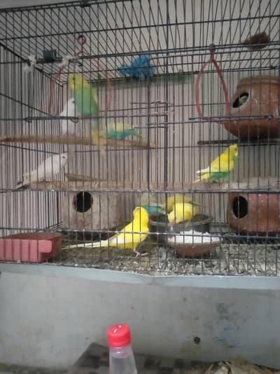 Australia patriot for sale male female and kids