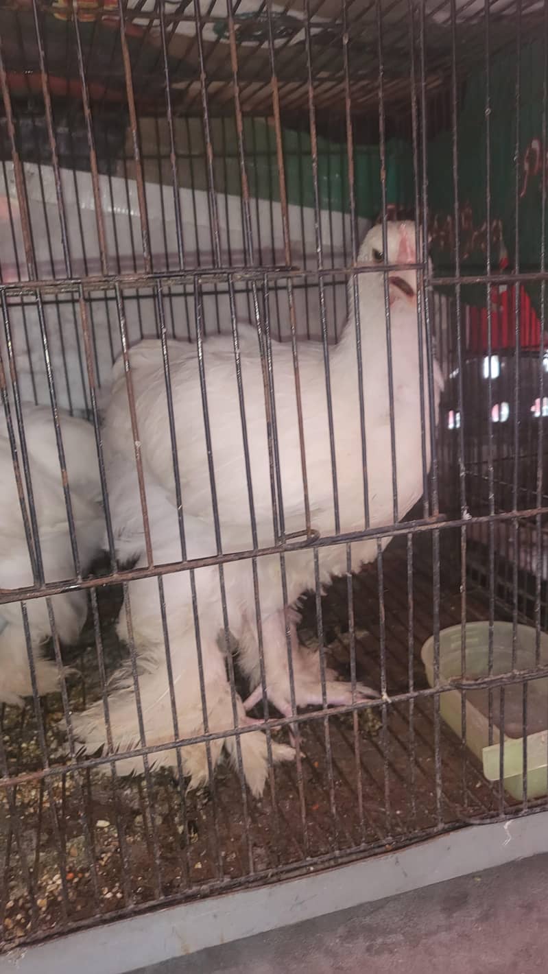 White buff pair 2