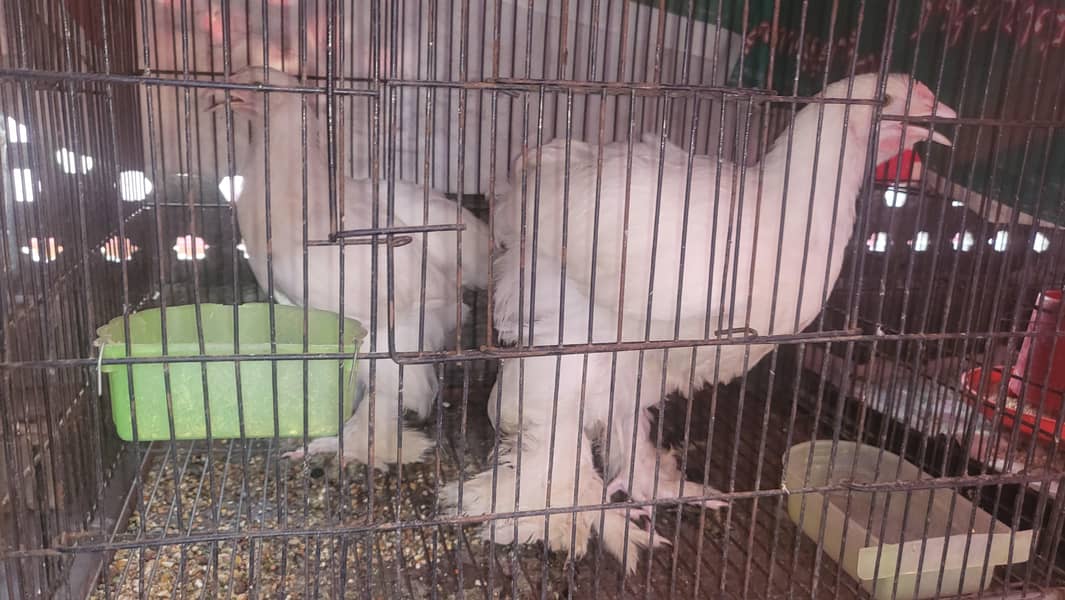 White buff pair 3