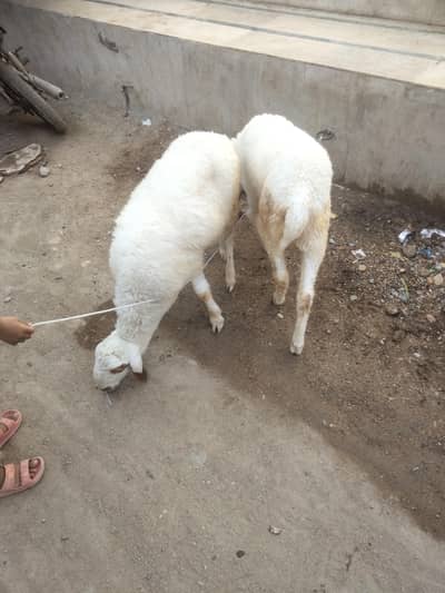 Sheep Dumbay