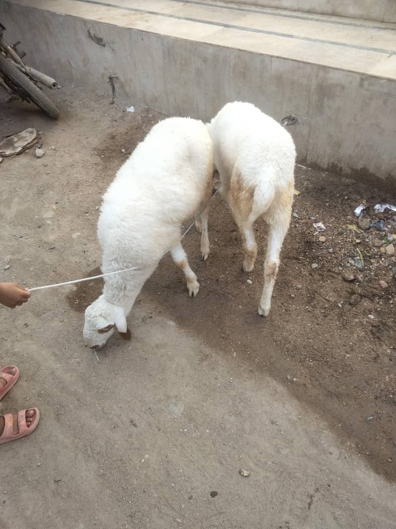Sheep Dumbay 0