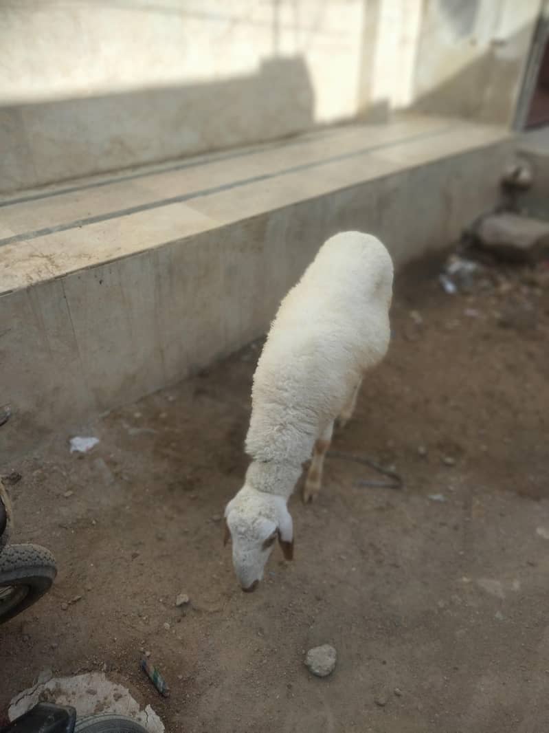 Sheep Dumbay 1