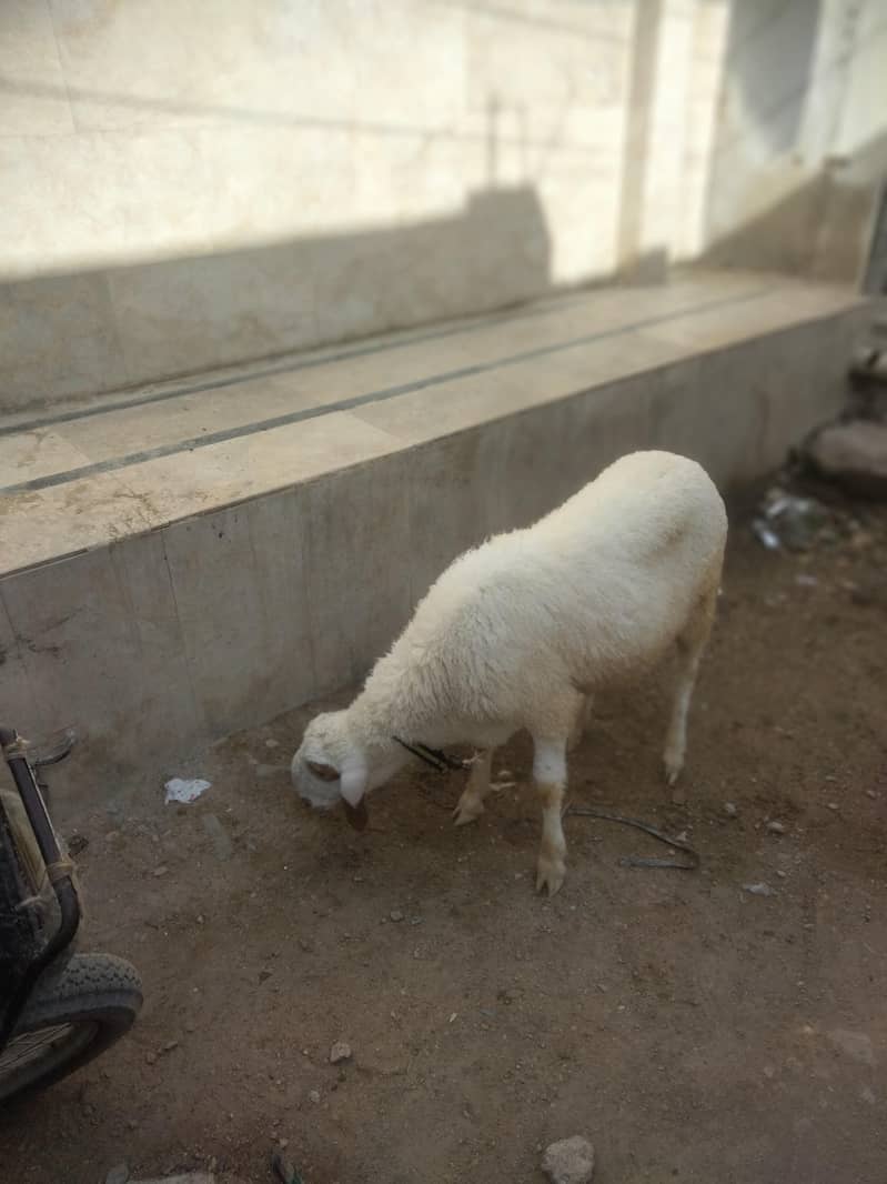 Sheep Dumbay 2
