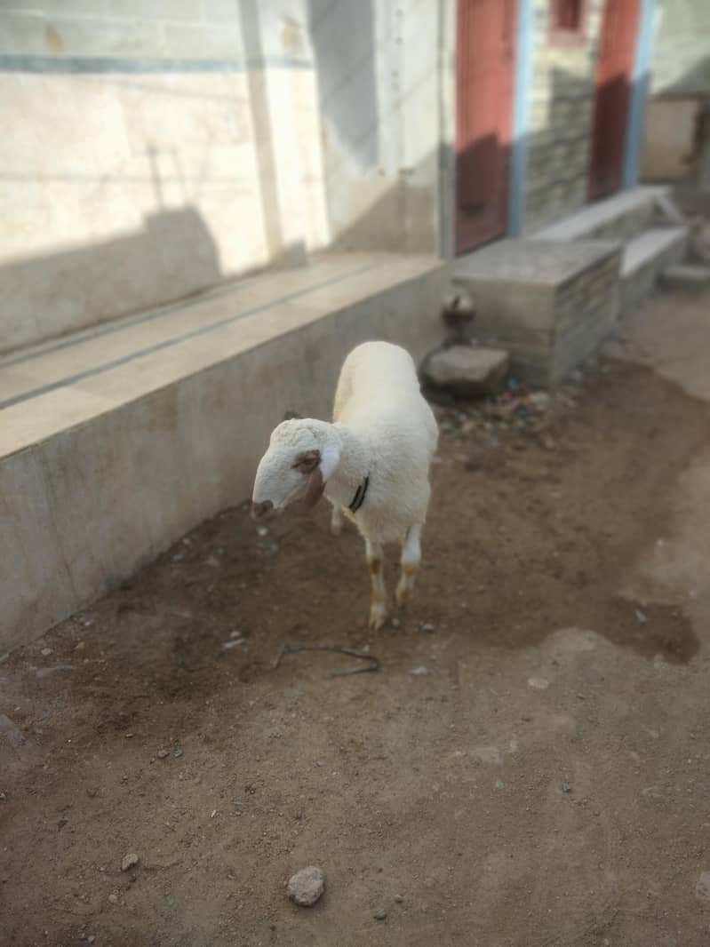 Sheep Dumbay 3