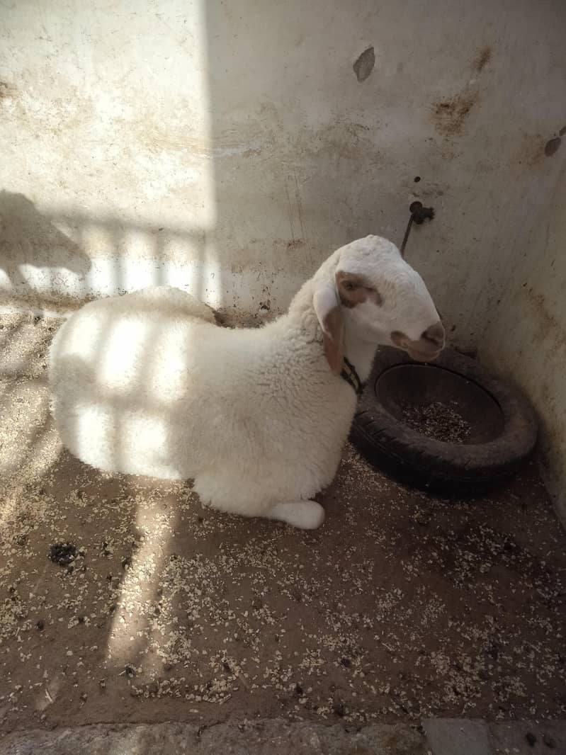 Sheep Dumbay 4