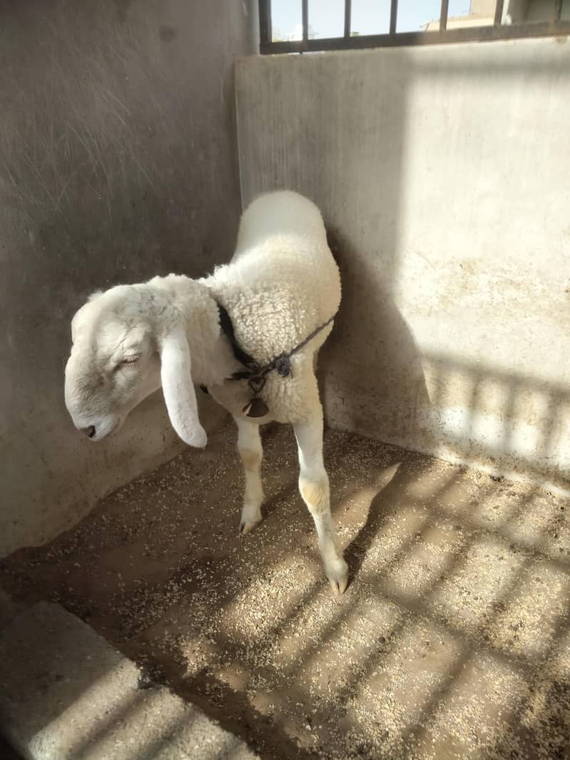 Sheep Dumbay 5