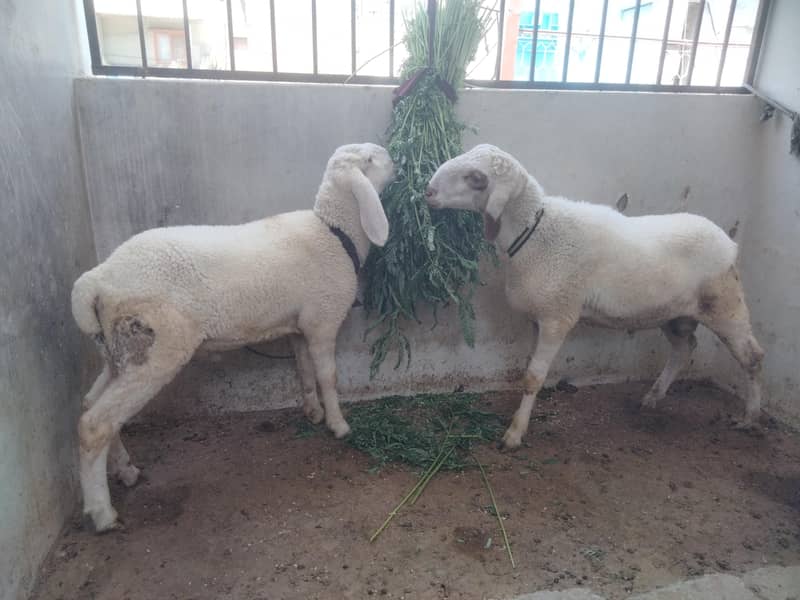 Sheep Dumbay 6