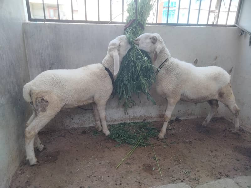 Sheep Dumbay 7
