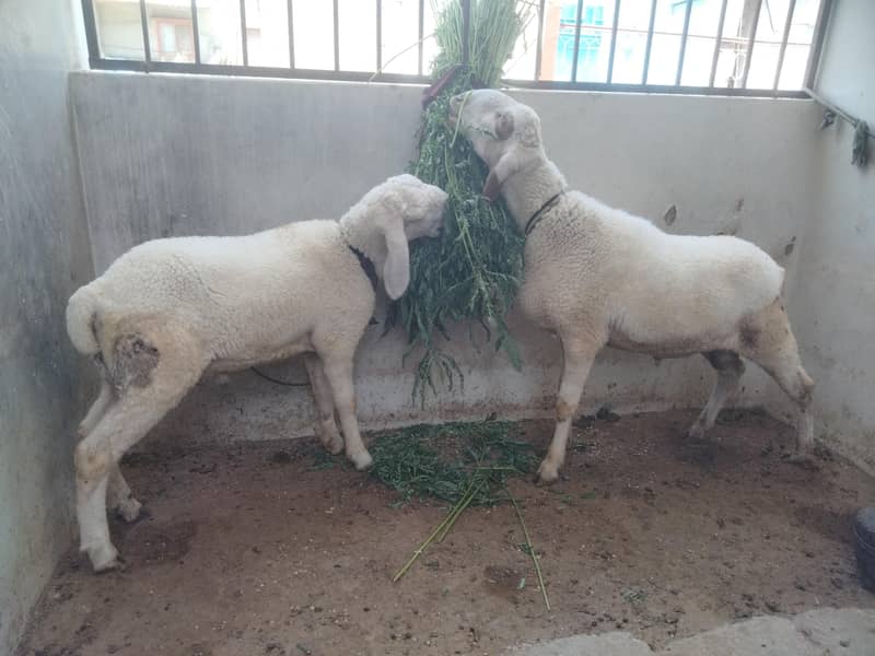 Sheep Dumbay 8