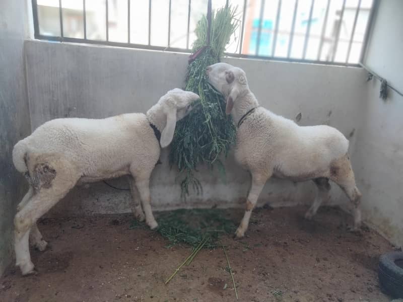 Sheep Dumbay 9