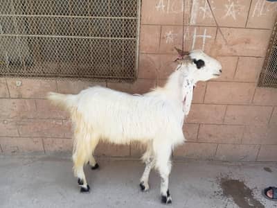 Goat .