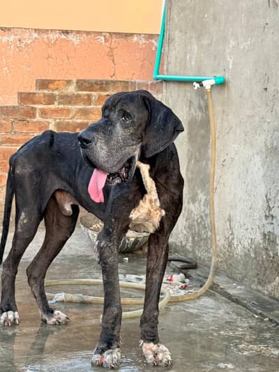 great dane