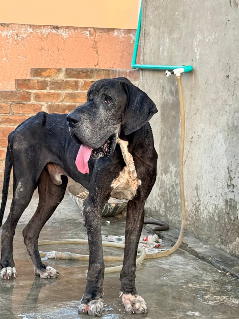 great dane 0
