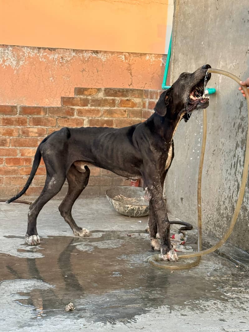 great dane 1