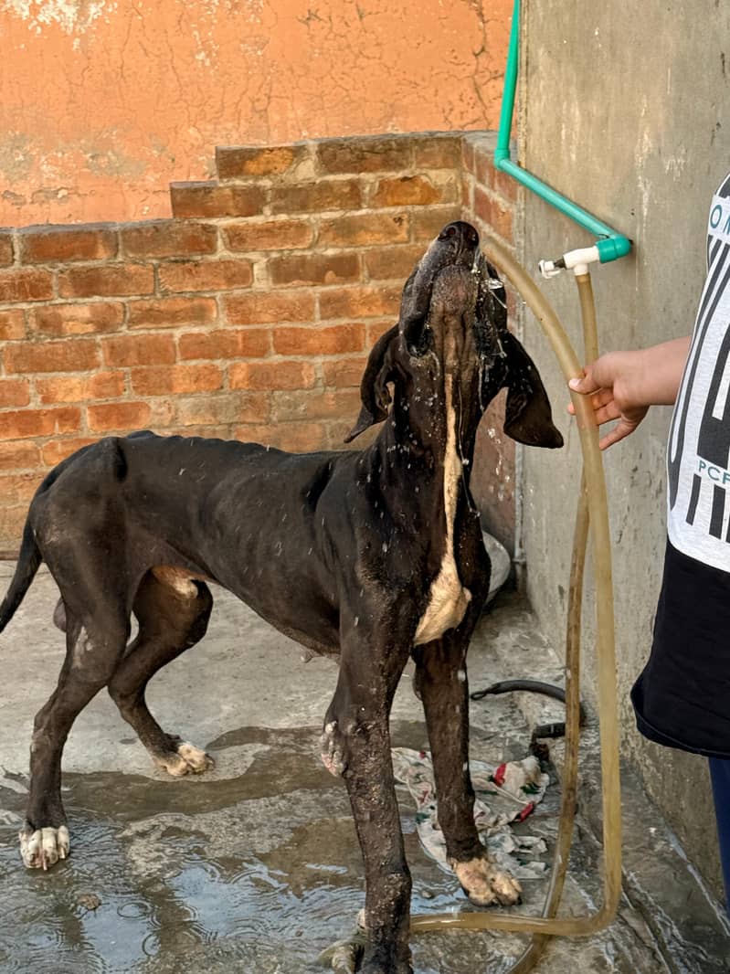 great dane 2
