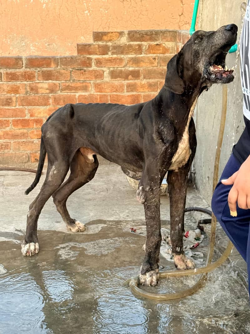great dane 3