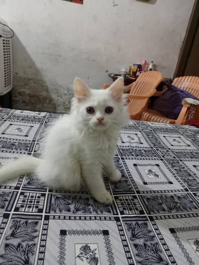 Kitten for Sale