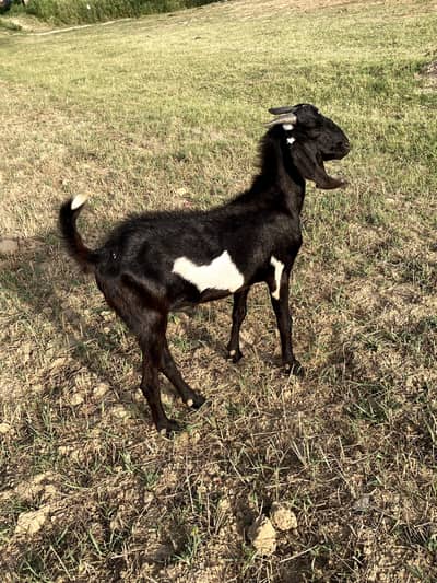Qurbani ke liye Healthy Beetal Bakra Haripur Hazara