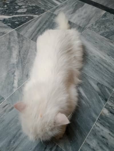 for sale