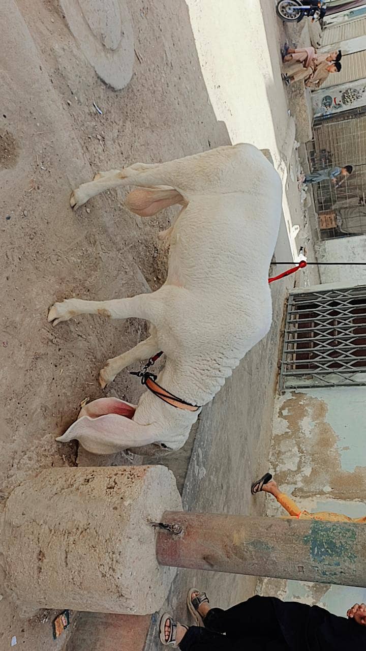 sheep 1