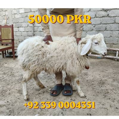 2 Dumby For Qurbani