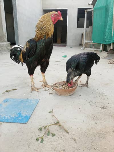 pegions breeder pairs and aseel