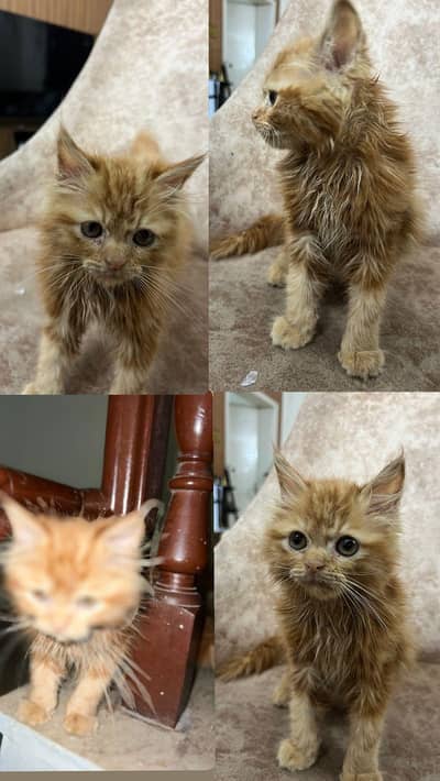 cat for adoption