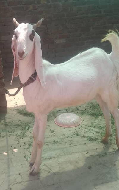 Bakra for sale