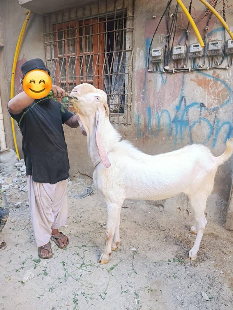 bakra 0