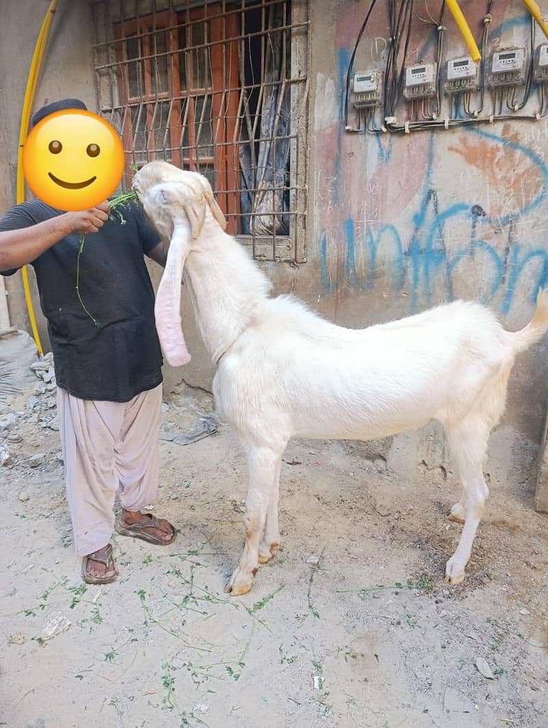 bakra 1