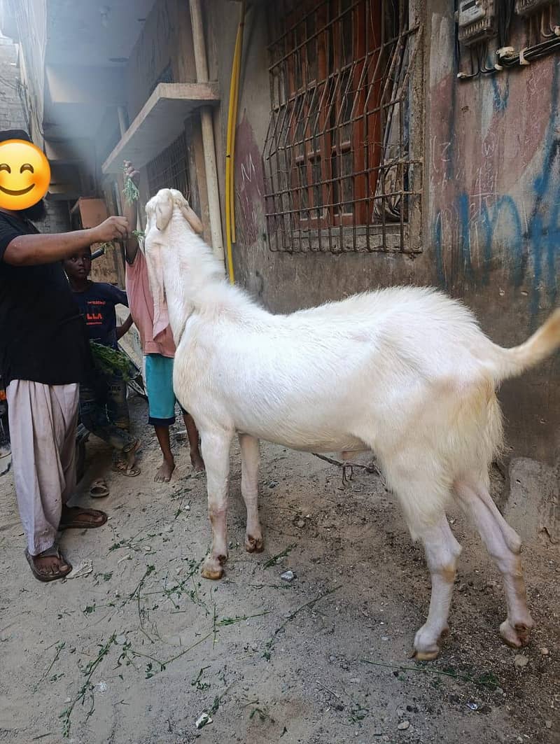 bakra 2