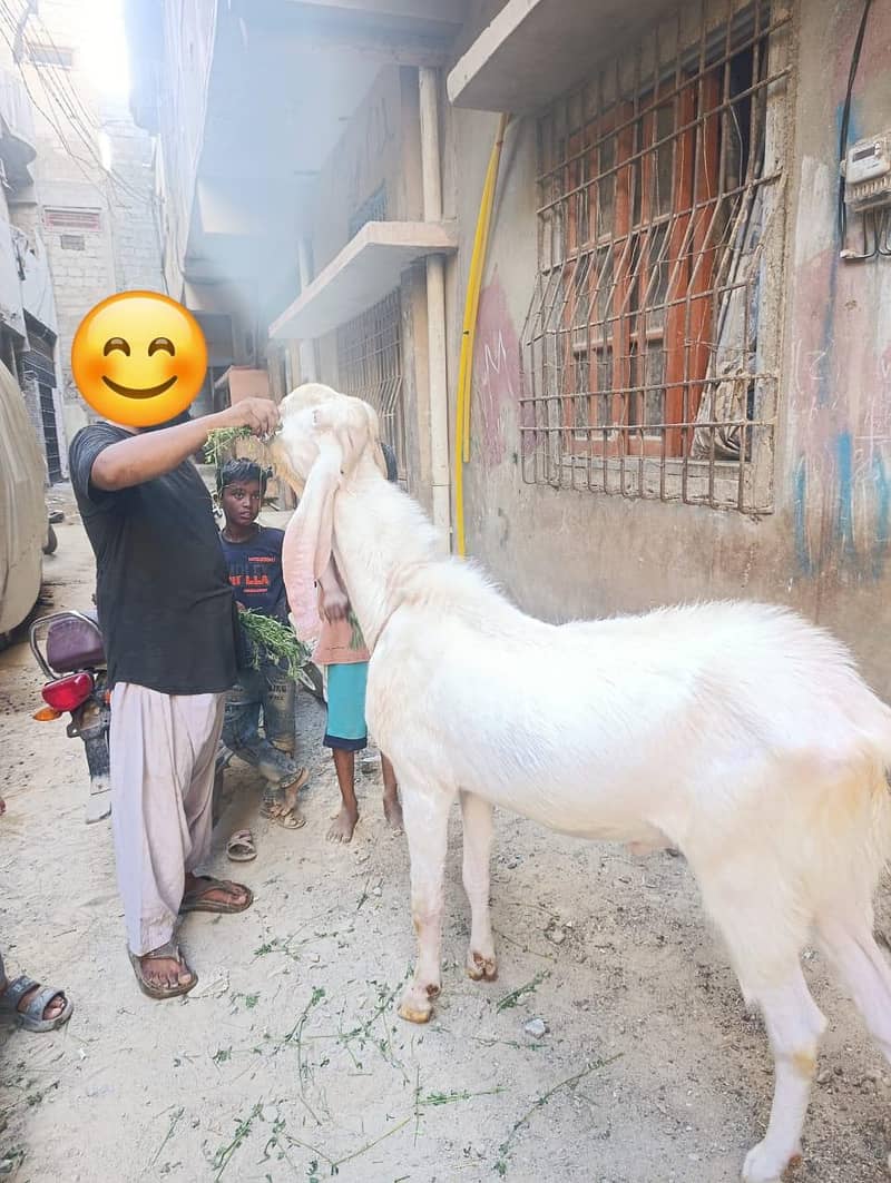 bakra 3