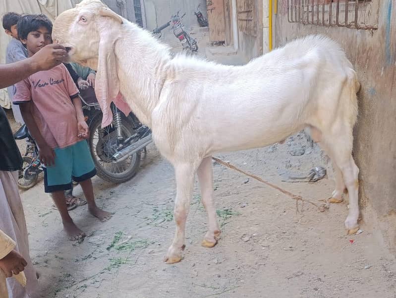 bakra 4