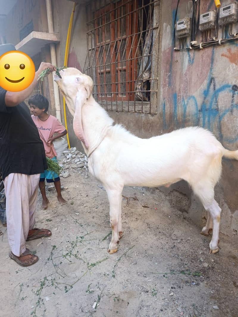 bakra 5