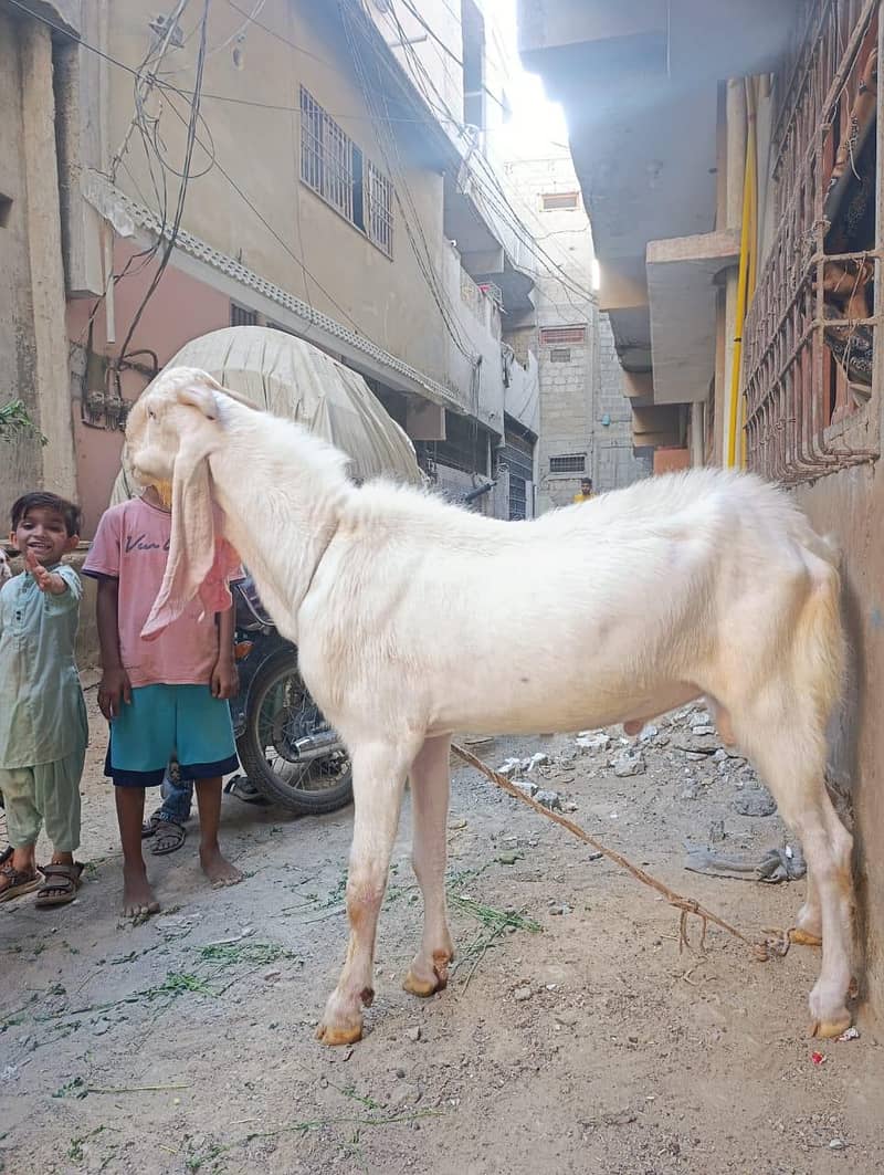bakra 6