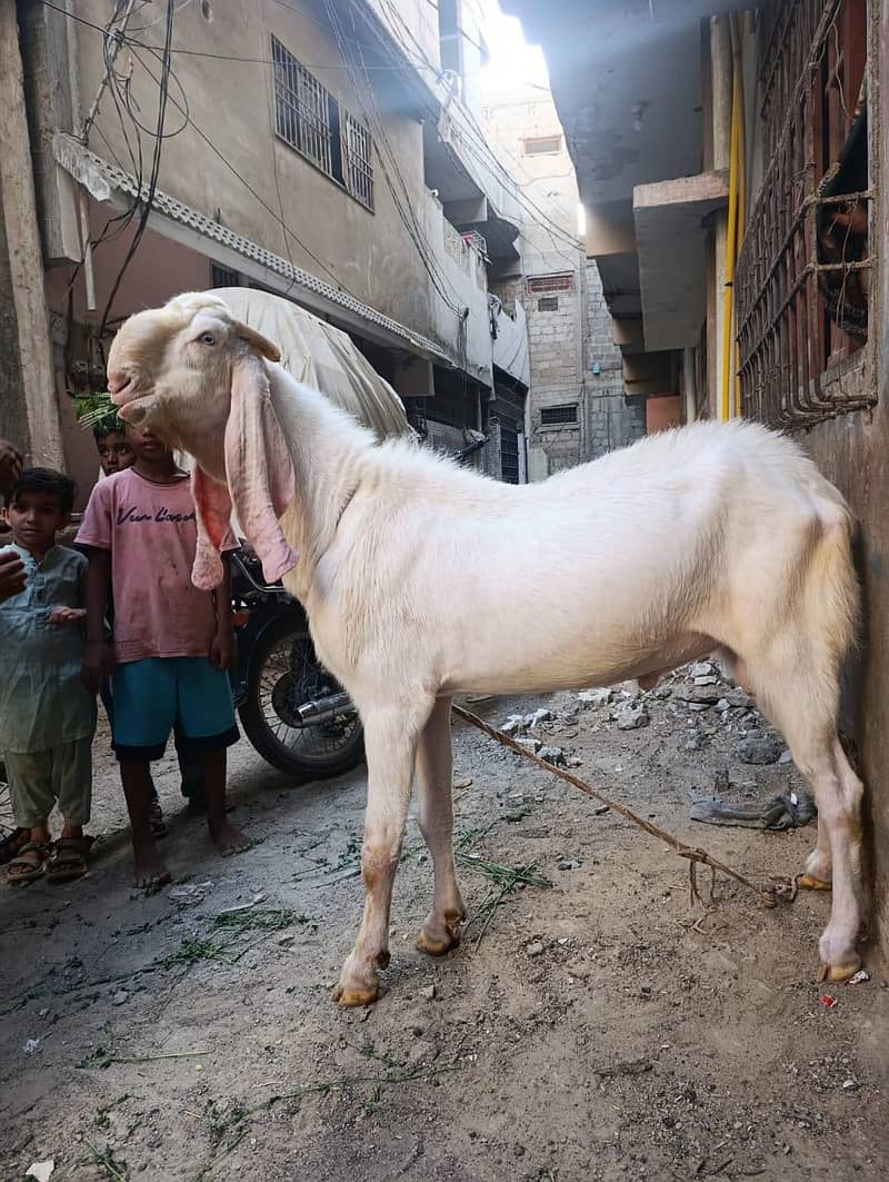 bakra 7