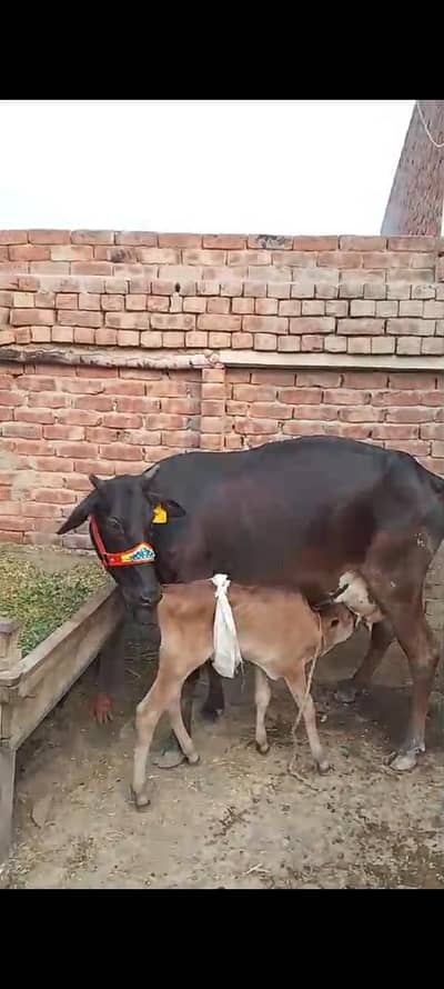 jerssy frezian cross cow for sale