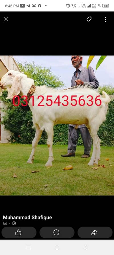 Bakra