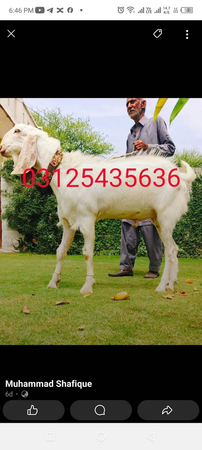 Bakra 0