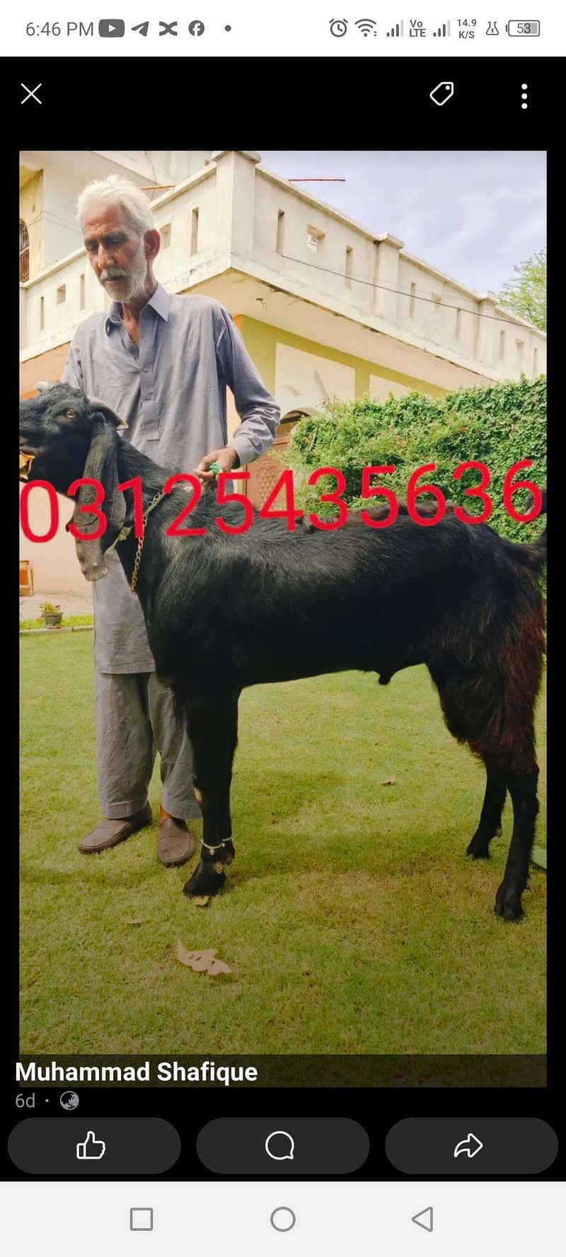 Bakra 1