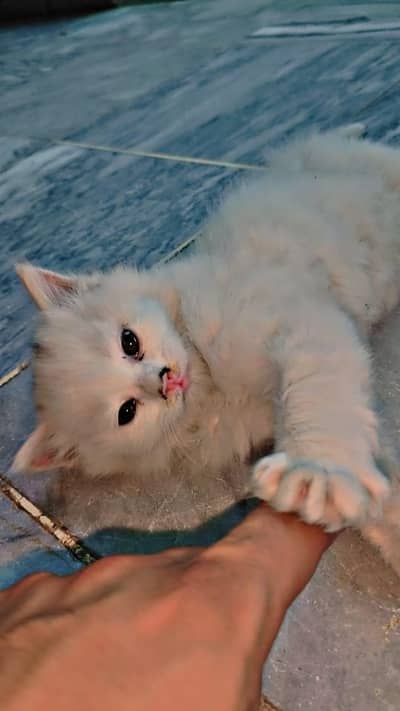 Persian cat tripple coated