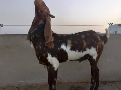 beautiful ful goats for qurbani 2026