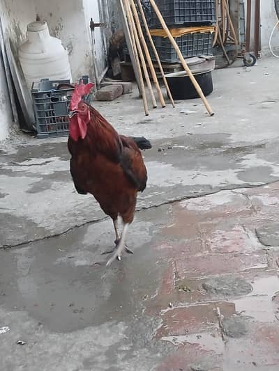 Desi Rooster Healthy Active Murgha For Sale