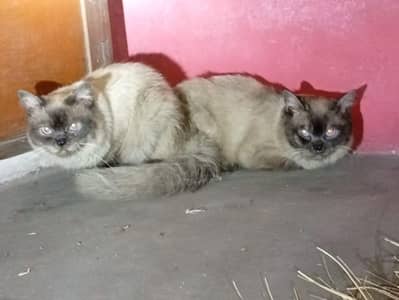 cats for sale