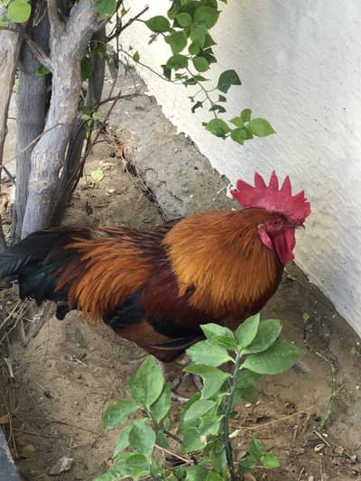 Aseel hen for sale