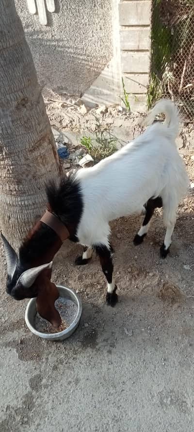 male goat, ghr ka Pala hua hai 2 dant